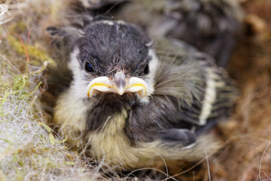 m&eacute;sange