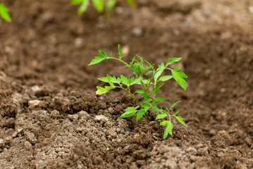 close up of a fresh green plant