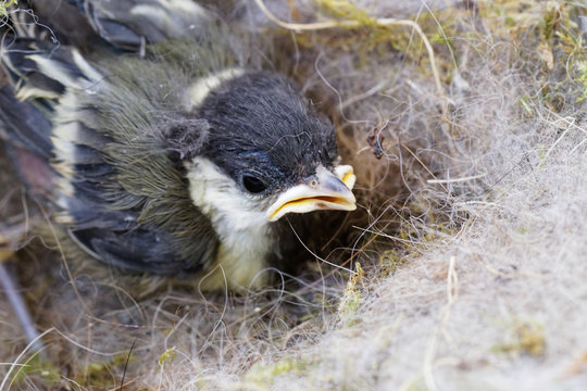 m&eacute;sange