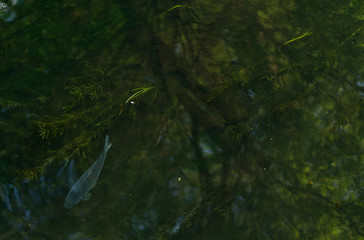 Karpfen Fisch im flachen Wasser, freie Wildbahn, Bach klar, Karpfen an Wasseroberfläche