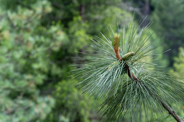 Ponderosa Pine Tree New Growth in the Forest