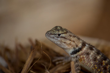 Close-up of a lizard