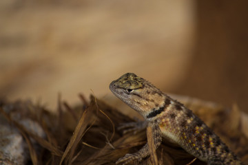 Close-up of a lizard
