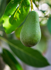 Single avocado pear on a tree.