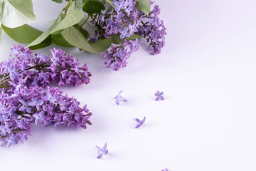 purple spring lilac flowers lies on a table