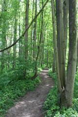 Waldweg