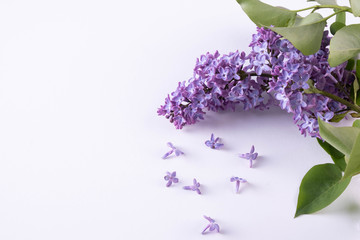 lonely branch of a purple spring lilac lie on a table