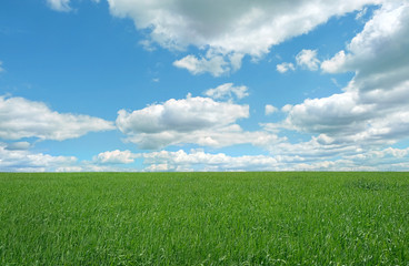 summer rustic nature background with green grass field and blue sky. 