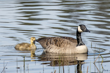 Goose and its gosling swimming.