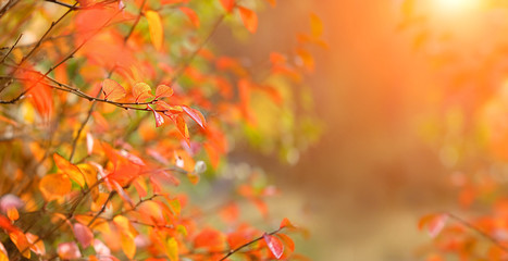 bright autumn nature background. red-orange fall leaves. autumn season concept. copy space