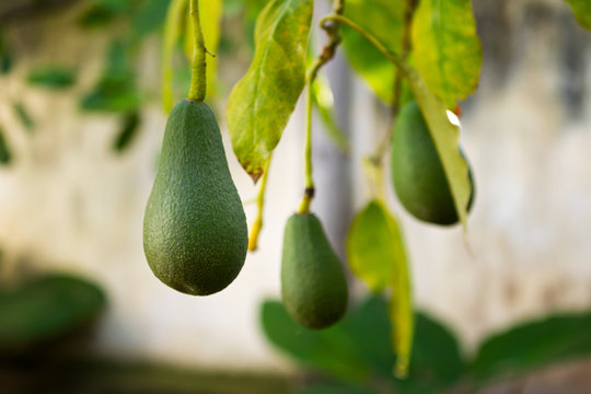 Avocado pears hanging on the tree.  They are not ripe yet. 