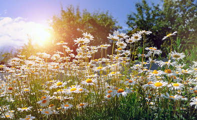 nature background with chamomile flowers in garden. summer season, blossom daisy field