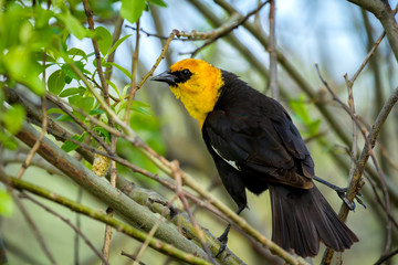 Perched yellow headed blackbird.