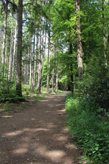 Naklejka premium Waldweg