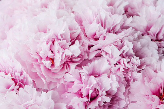Heap of fresh beautiful purple pink peony flowers in full bloom.