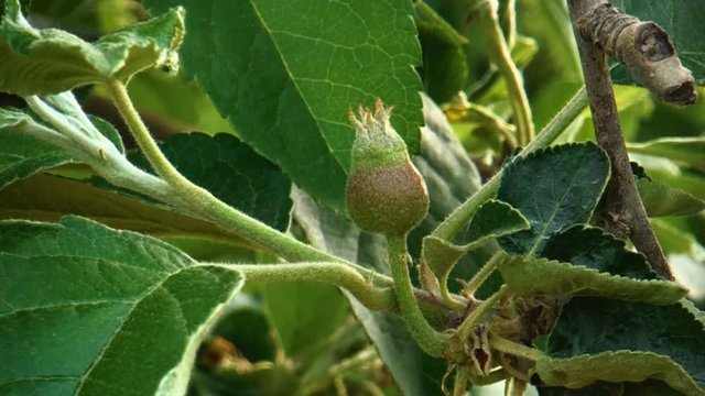 ripening young apples on the tree