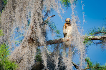 Obraz na płótnie Canvas Red shouldered hawk fledgling sitting high in pine tree at Okefenokee wildlife refuge in Georgia.