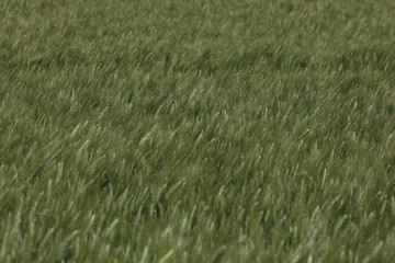 Green wheat in the field. french landscape