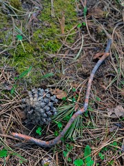 A pine bump on the ground next to a pine stick that has fallen.