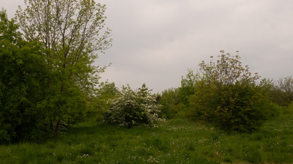 Obraz premium Trees and shrubs in the clearing. Free entry space.