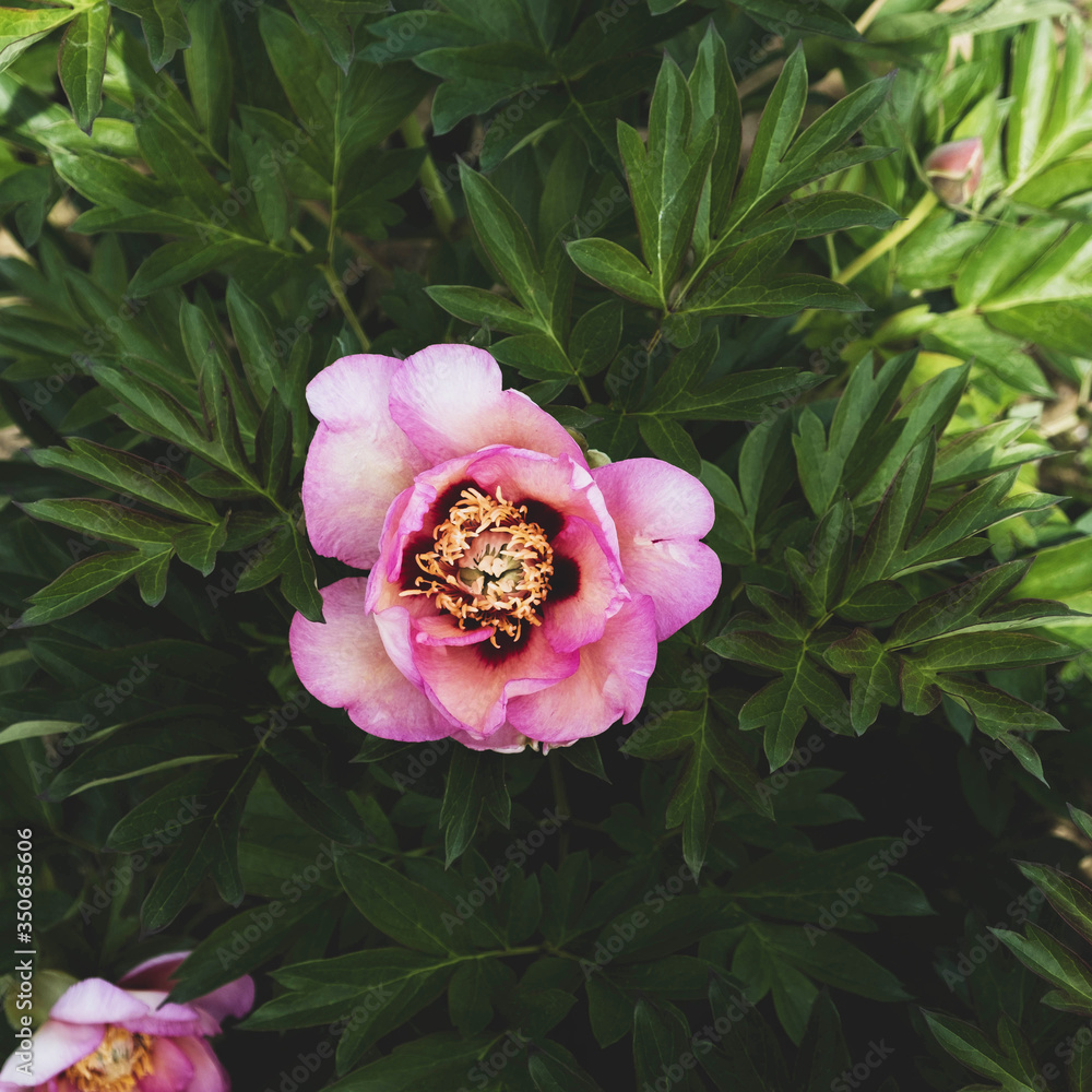 Wall mural Beautiful fresh pastel pink peony flower First Arrival in full bloom in the garden.