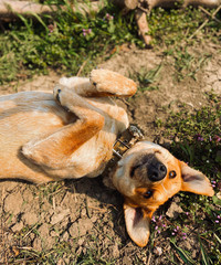 dog on the ground