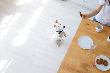 white small dog Jack Russell Terrier stands on its hind legs and begs for oatmeal cookies for...