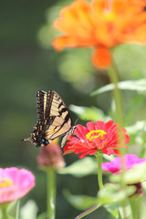 Swallowtail Butterfly on Zinnia Flower