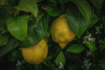 A pair of lemons in a lemon tree in Galicia, Spain.