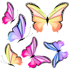 Obraz na płótnie Canvas butterfly616