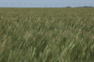 Green wheat in the field. french landscape