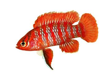 Fototapeta premium Scarlet badis badis percoid aquarium fish Dario Dario