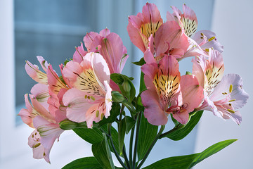 Close-up of a small bouquet of alstromerias, commonly called the Peruvian Lily, or Lily of the Incas, in pink, yellow and reddish tones on a bright background.