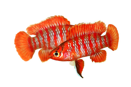Scarlet badis badis percoid aquarium fish Dario Dario
