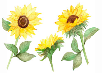Obraz premium Watercolor hand painted nature floral garden plants set with three yellow blossom sunflowers and green leaves on branches with black seeds center collection isolated on the white background