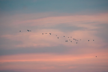 flock of birds with a pink sky