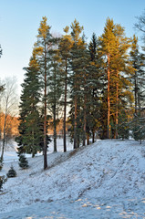 Morning in the forest in winter.