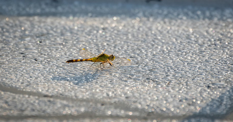 Dragonfly landing on pond at wildlife refuge in Roswell Georgia.