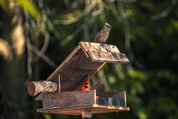 Northern Cardinal with Juvinile Northern Cardinal on birdhouse