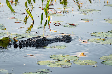 American Alligator gliding in canal marsh in Okefenokee wildlife refuge in Georgia.
