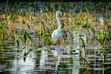 Great white egret fishing in Okefenokee marsh in coastal Georgia.
