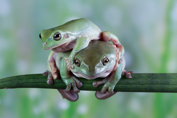 Fototapeta premium Australian white tree frog on leaves, dumpy frog on branch, animal closeup, amphibian closeup