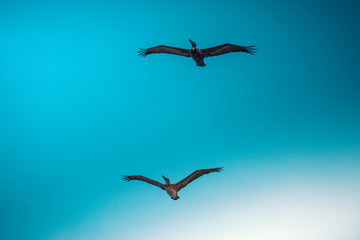 two Pelicans in flight