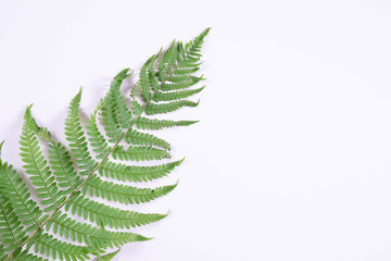 fern branch lay on a gray wall