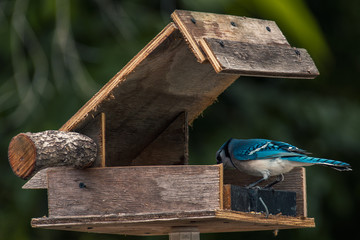 Blue Jay Eating from a wooden bird house