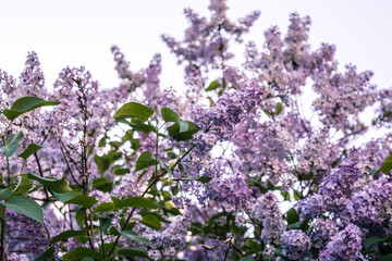 Lilac flowers in blooming spring. Spring lilac blossoms.
