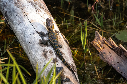 Newly Hatched Baby Alligators On A Log With Mother Alligator Watching Nearby.