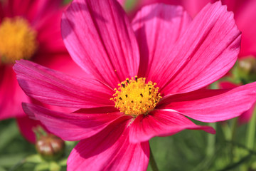 Obraz premium Celandine (in german Schmuckkörbchen) Cosmos bipinnatus
