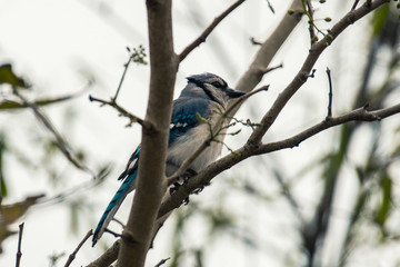 Female blue Jay on branch