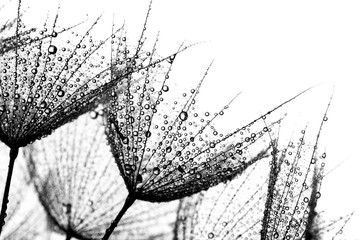 Dandelion seed with water drops 